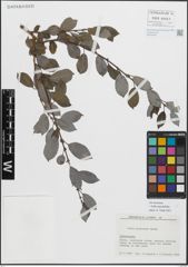 Foto von Salix myrsinifolia Salisb.